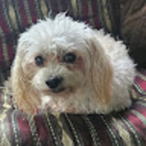 Meet your Posher, Pamela